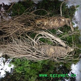 人参 新鲜人参半斤一支【250克】，现挖现卖，产地直供 产地 吉林省白山市抚松县图2