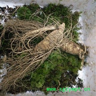 人参 新鲜人参半斤一支【250克】，现挖现卖，产地直供 产地 吉林省白山市抚松县图3