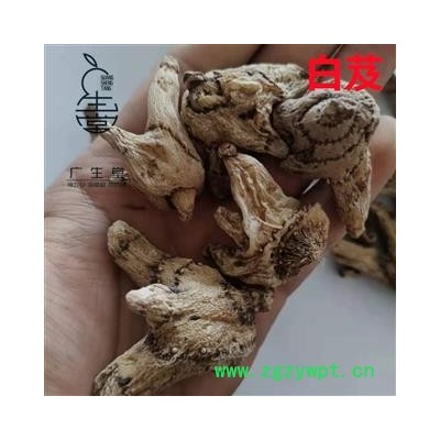 产地直销白芨 白及大选个 产地 贵州省