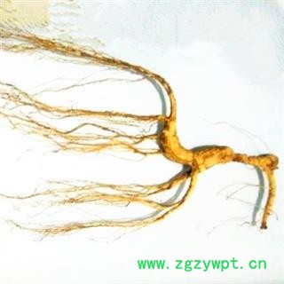 人参 15年以上林下参单只重约8克纯干，无杂质，产地直供 产地 吉林省白山市抚松县图2