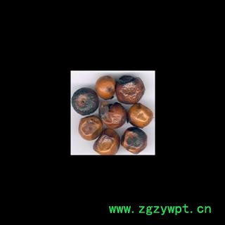 枸骨子 功劳子 批发零售各种中药材图2