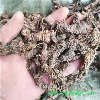 康源堂药业缬草 正品 无毛光缬草 别称-拔地麻 蜘蛛香 小救驾 鹿子草 臭草图3