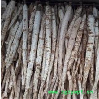 北沙参 北沙参选条 产地 河北省保定市安国市图2