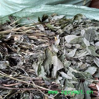 （包邮）三七 特级三七叶 产地 云南省文山壮族苗族自治州文山县 库存 8000公斤可售