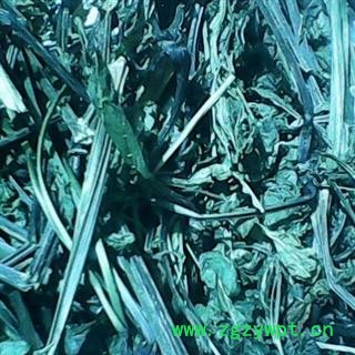 （包邮）三七 特级三七叶 产地 云南省文山壮族苗族自治州文山县 库存 8000公斤可售图4