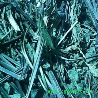 （包邮）三七 特级三七叶 产地 云南省文山壮族苗族自治州文山县 库存 8000公斤可售图3