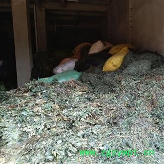 （包邮）三七 特级三七叶 产地 云南省文山壮族苗族自治州文山县 库存 8000公斤可售图2