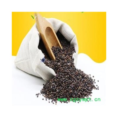 黄芪种子　一年生黄芪