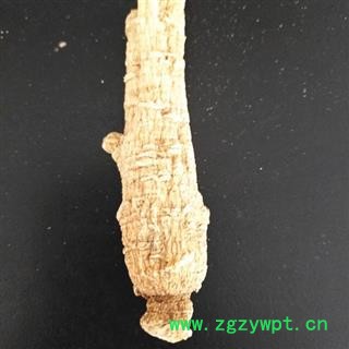 西洋参 西洋参短枝中结13-15克 产地 吉林省白山市抚松县图2