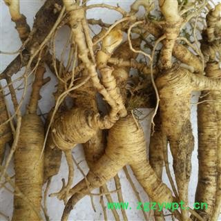 人参 15年新鲜林下参，移山参，重10克左右 产地 吉林省白山市抚松县图2