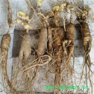 人参 15年新鲜林下参，移山参，重10克左右 产地 吉林省白山市抚松县图3