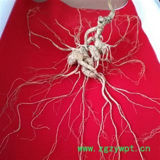 人参 百年野山参，干品重70克以上，国家权威鉴定，精美礼盒 产地 吉林省白山市抚松县图3