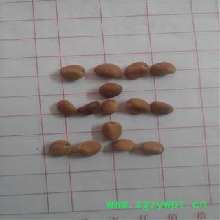 华陀豆，跌打豆图3