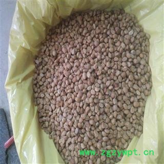 华陀豆，跌打豆图2