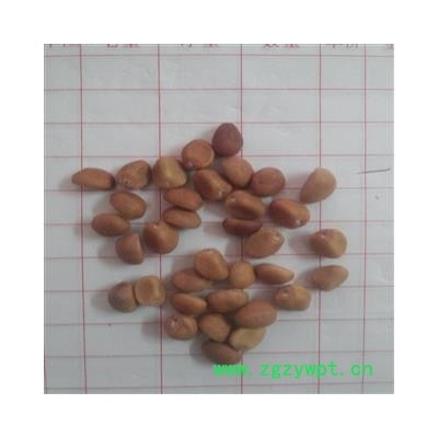 华陀豆，跌打豆