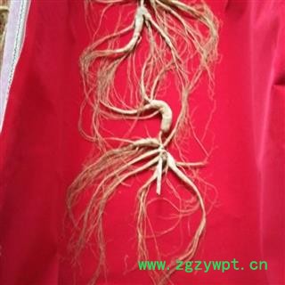 人参 长白山百年野山参,产地直供,假一赔十 产地 吉林省白山市抚松县图3