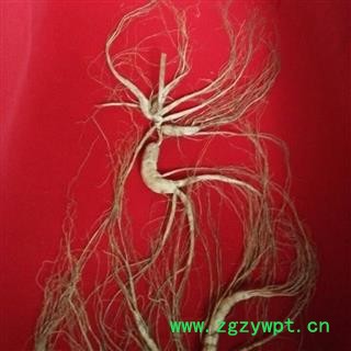 人参 长白山百年野山参,产地直供,假一赔十 产地 吉林省白山市抚松县图2