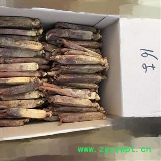 人参 高丽参16支，产地直供，假一赔十 产地 吉林省白山市抚松县图3