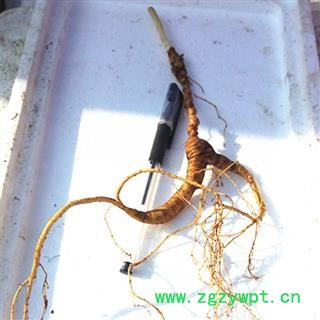 人参 30年新鲜野山参，产地直供，假一赔十 产地 吉林省白山市抚松县图3