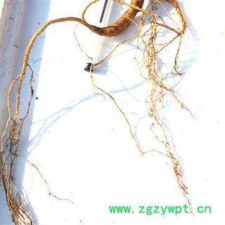 人参 30年新鲜野山参，产地直供，假一赔十 产地 吉林省白山市抚松县图2