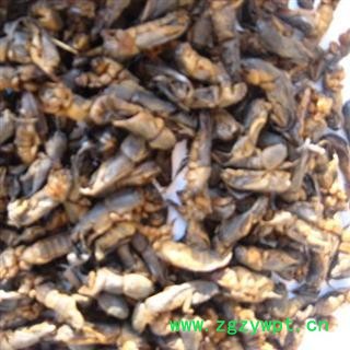 野生蝼蛄   高含量 药厂大货  库存500可售图3