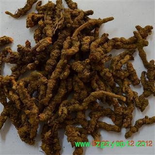 黄连  产地重庆  药材地道  好药好  库存3000可售图3