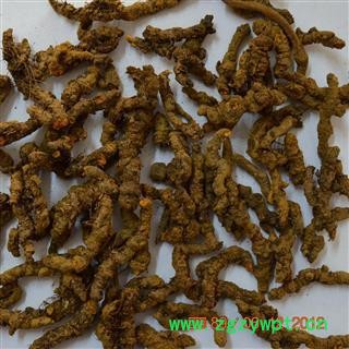 黄连  产地重庆  药材地道  好药好  库存3000可售图2