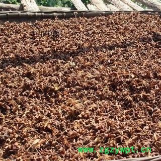 八角茴香  广西一级统货  库存5000可售图3