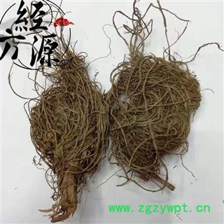 水黄连根C 水灵芝根 鱼胆草 四黄草图2
