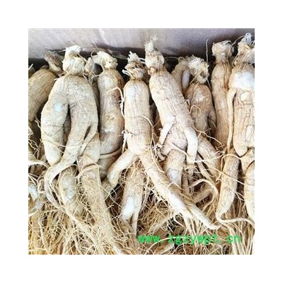 白参 统 产地 吉林省