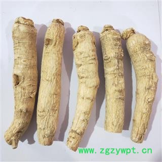 西洋参 新到西洋参大个。纯干无硫磺无虫蛀无药残干净无杂质实物拍摄 产地 吉林省图2