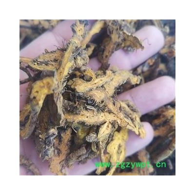 黄连 黄连散枝统片 产地 重庆市