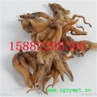 正品 野生手掌参  精选    西藏精选货  可存500可售图2