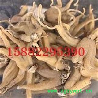 正品 野生手掌参  精选    西藏精选货  可存500可售图3