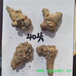 三七 三七40头 产地 云南省图4