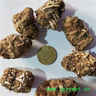 重楼 尼泊尔重楼统货 产地 海外图4