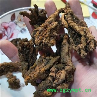 产地直销新货鸡爪黄连，无沫子纯干。一手货源货如图片图4