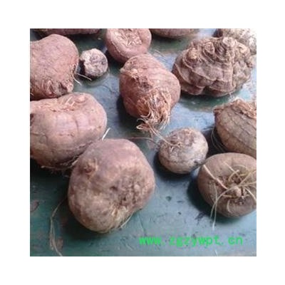 产地直销云南山慈菇    一级大统货