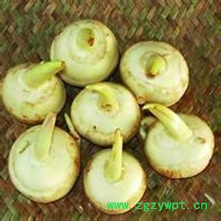 产地直销云南山慈菇    一级大统货图2