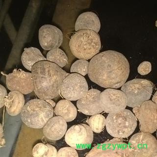 产地直销云南山慈菇    一级大统货图3