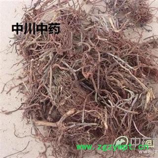 茜草  山西精选全根   库存50000可售图3