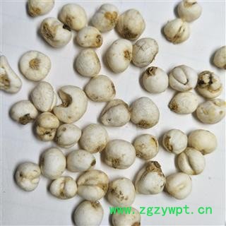 平贝母 手选尖头珍珠平贝1.0 产地 吉林省图3