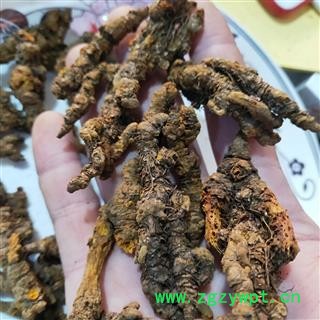 产地直销新货手选单支黄连一级，纯干货无杂质，一手货源货如照片图3