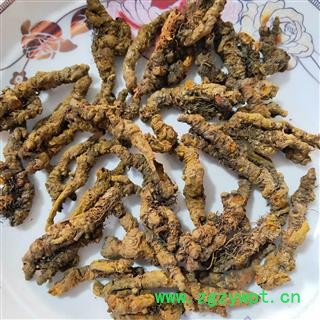 产地直销新货手选单支黄连一级，纯干货无杂质，一手货源货如照片图4