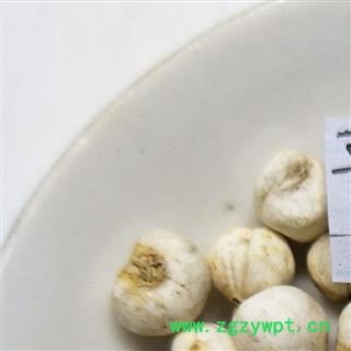 平贝母 手选尖头珍珠平贝0.8 产地 吉林省图2