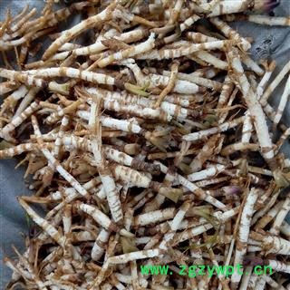 京辉药业 沙参 新货 无硫 北沙参 沙参 抢先预购中 数量有限 产地河北  5公斤起售图2