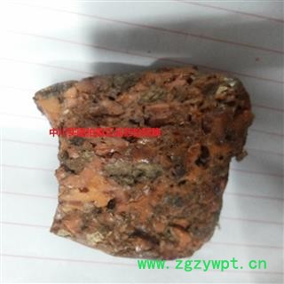 中川阿魏  实图拍摄 含量药过药检  产图2