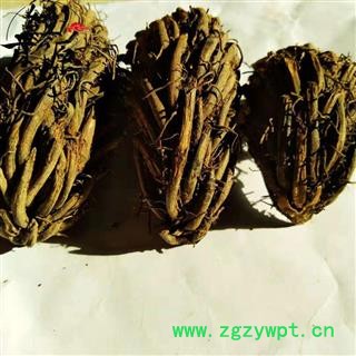 小贯众T 贯众 鸡脑壳 鸡公头 地良姜 鸡头枣 鸡老盖 铁狼鸡 鸡头风尾 乌鸡儿 鸱头鸡 昏头鸡 公鸡头 小昏头鸡 虾公草 虎牙草 岩壁青 茅叶伸筋 小野鸡尾 阉鸡尾 地鸡头 黑狗脊 统 产地 四川省图3