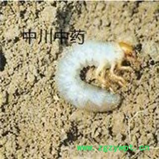 蛴螬   安微一级原统  库存500可售图3