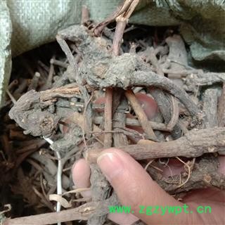 京辉药业 京大戟 正品 野生 促销各种中药材冷背图2